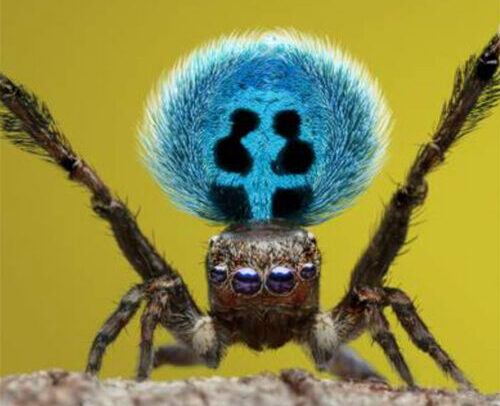 “I see a bit of my Mum in that spider”