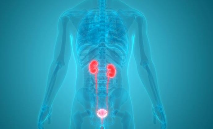 Research undertaken at UWE Bristol could reduce the need for precautionary antibiotics when it comes to Urinary tract infections
