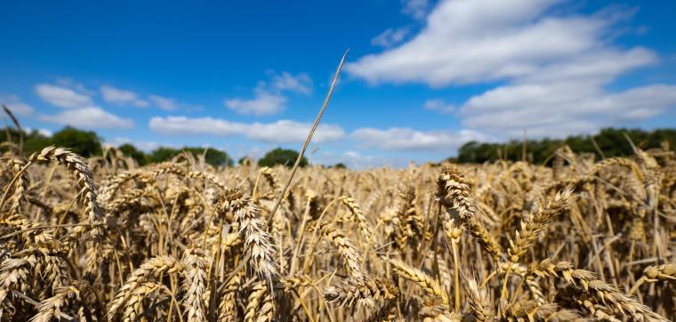 New research network co-led by UWE Bristol to help agri-food industry reach net zero