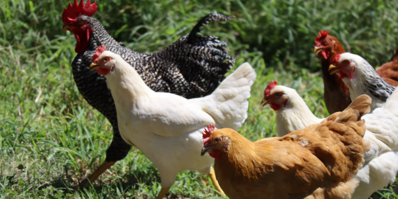 UWE Bristol announce new Knowledge Transfer Partnership with Taro Agric Consulting