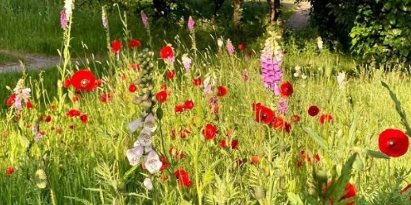 A picture of wildflowers in a path of green grass